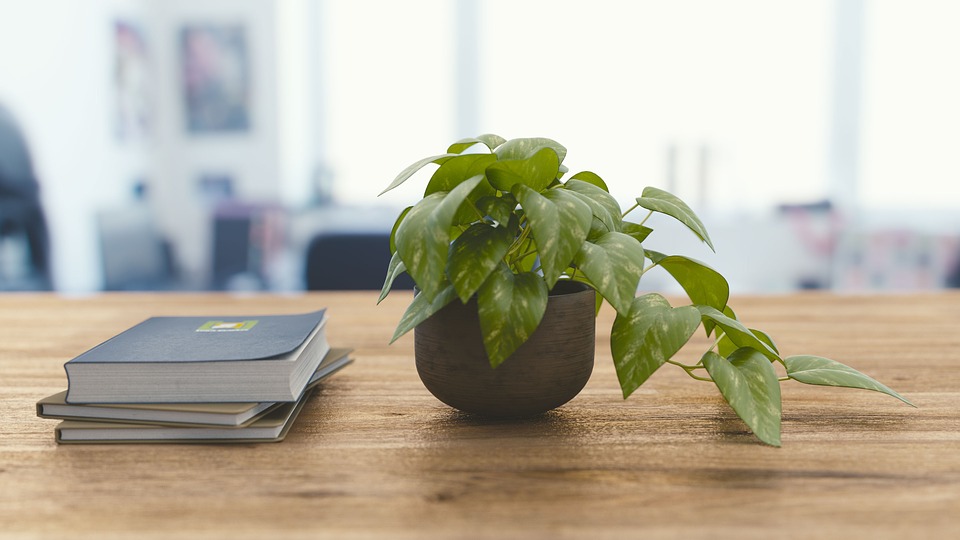 Plant On Desk - HD Wallpaper 
