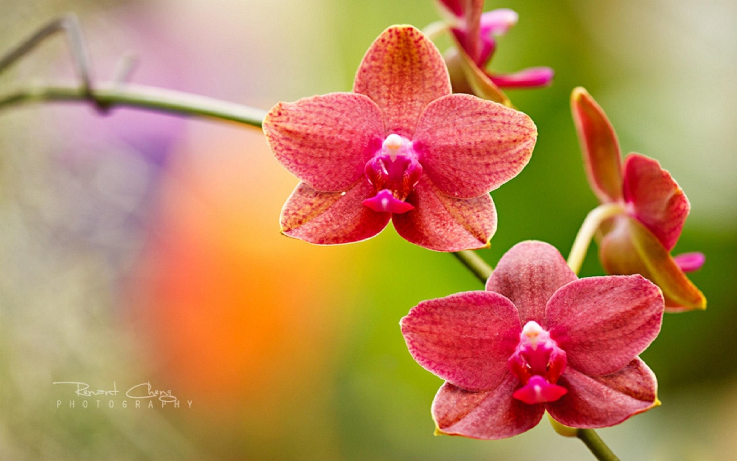 Anggrek Tampilan - Orchid Red Hd - HD Wallpaper 