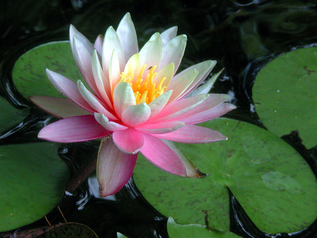 Water Lily - HD Wallpaper 