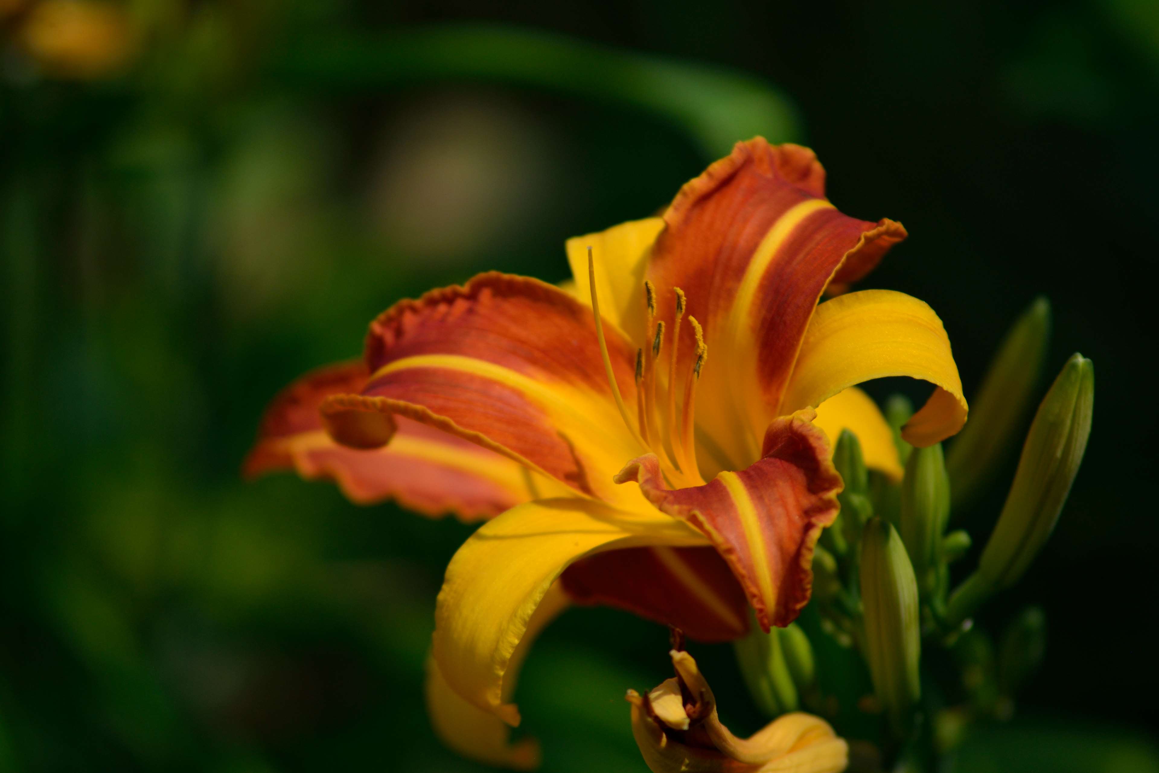 Orange Lily - 3840x2563 Wallpaper - teahub.io