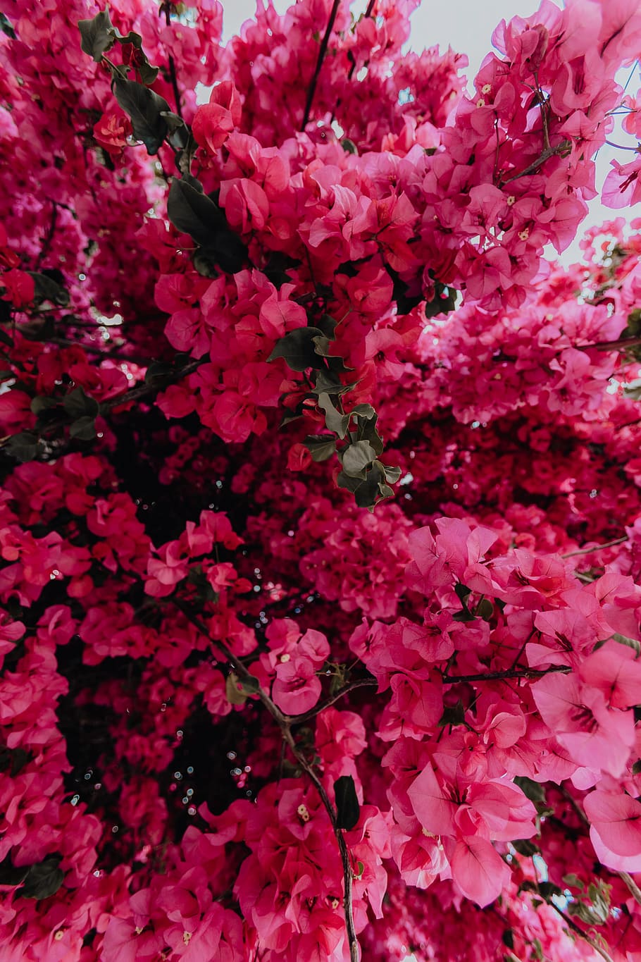 Pink Bougainvillea Flowers Against The Traditional - Bougainvillea - HD Wallpaper 