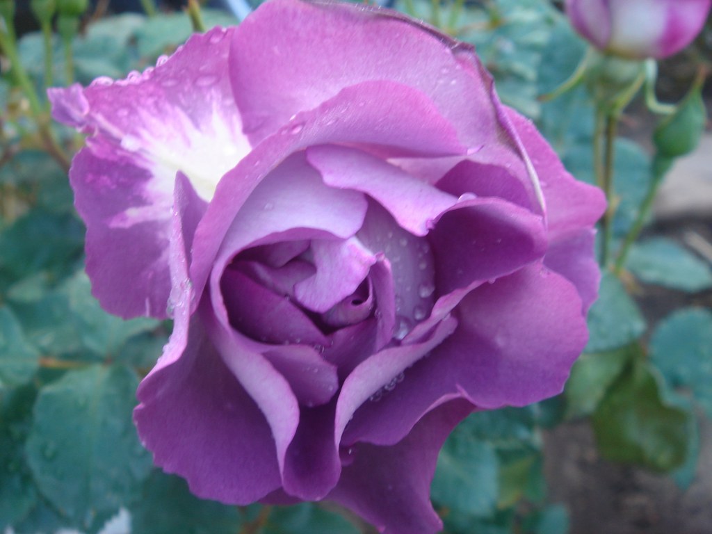 Floribunda - 1024x768 Wallpaper - teahub.io