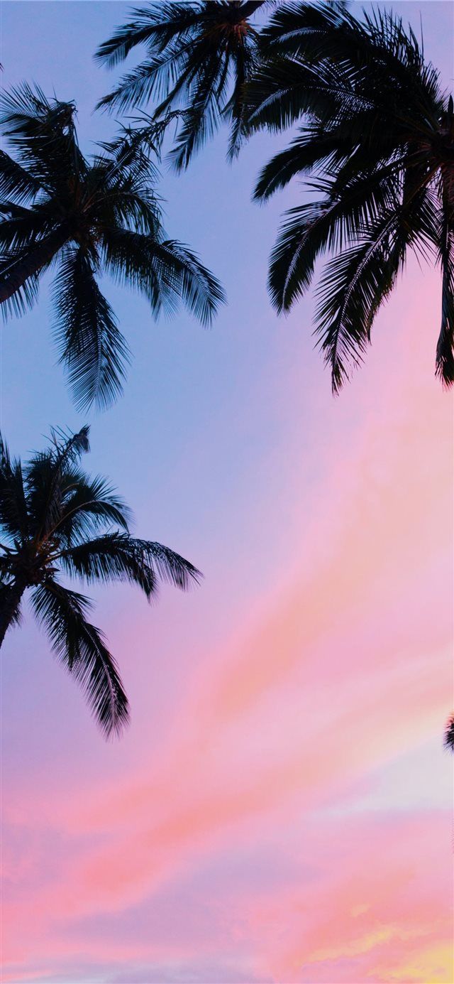 Iphone X Wallpaper Palm Trees - HD Wallpaper 