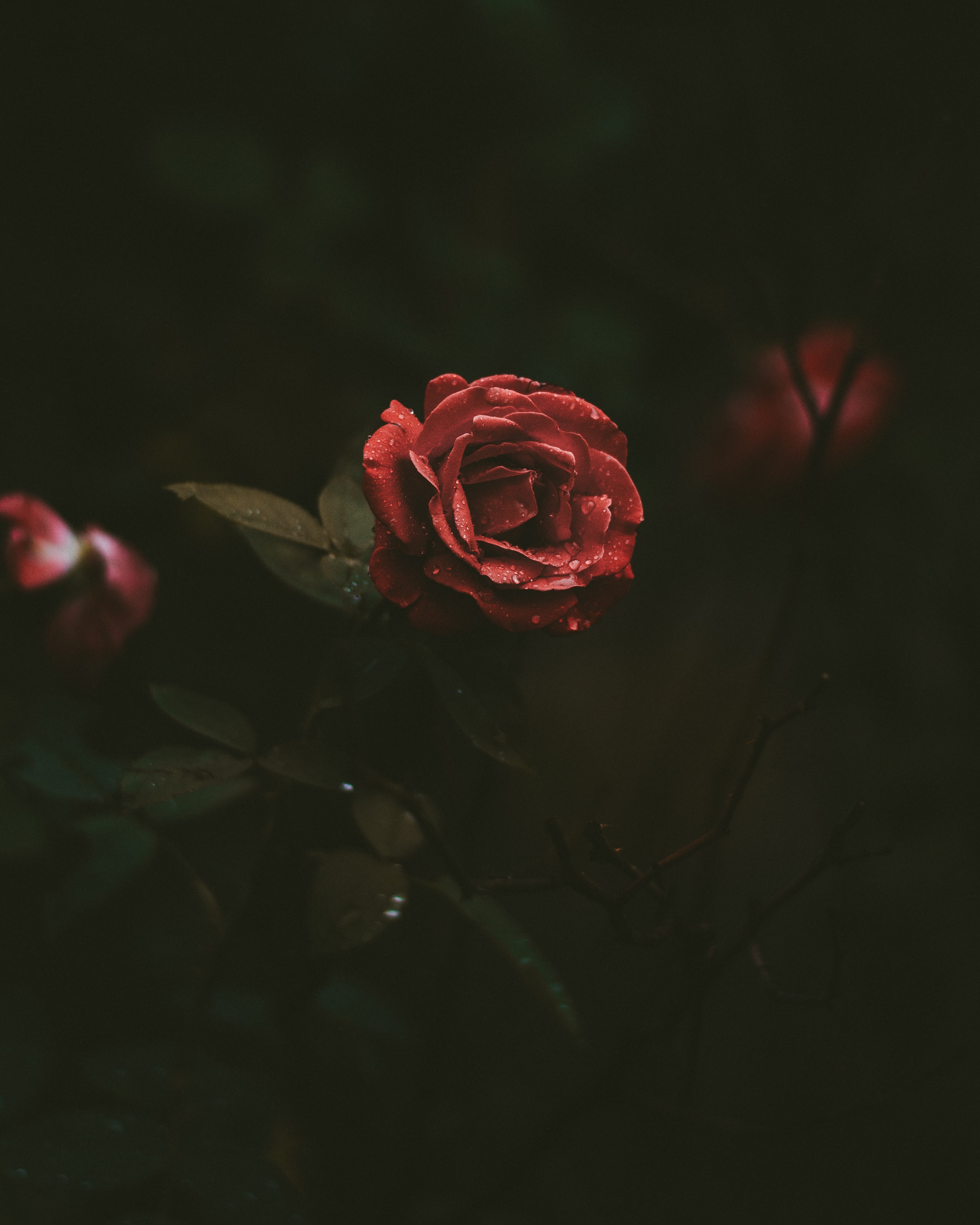 Depressed Flowers - HD Wallpaper 