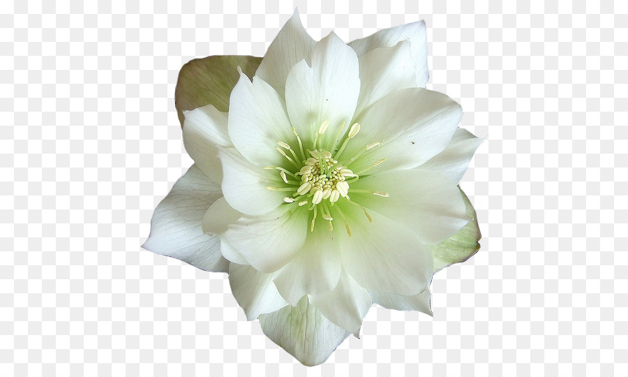 Large-flowered Cactus - HD Wallpaper 