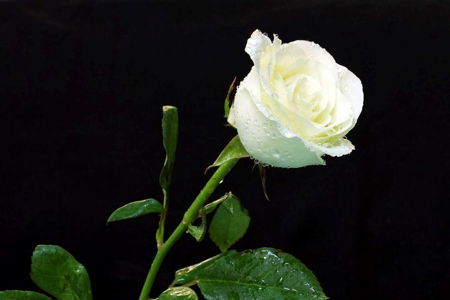 Bunga Mawar Putih Cantik - HD Wallpaper 