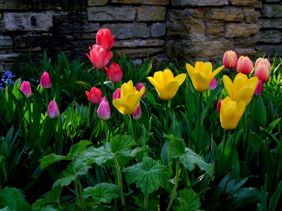 Colourful Spring Garden Flowers - HD Wallpaper 