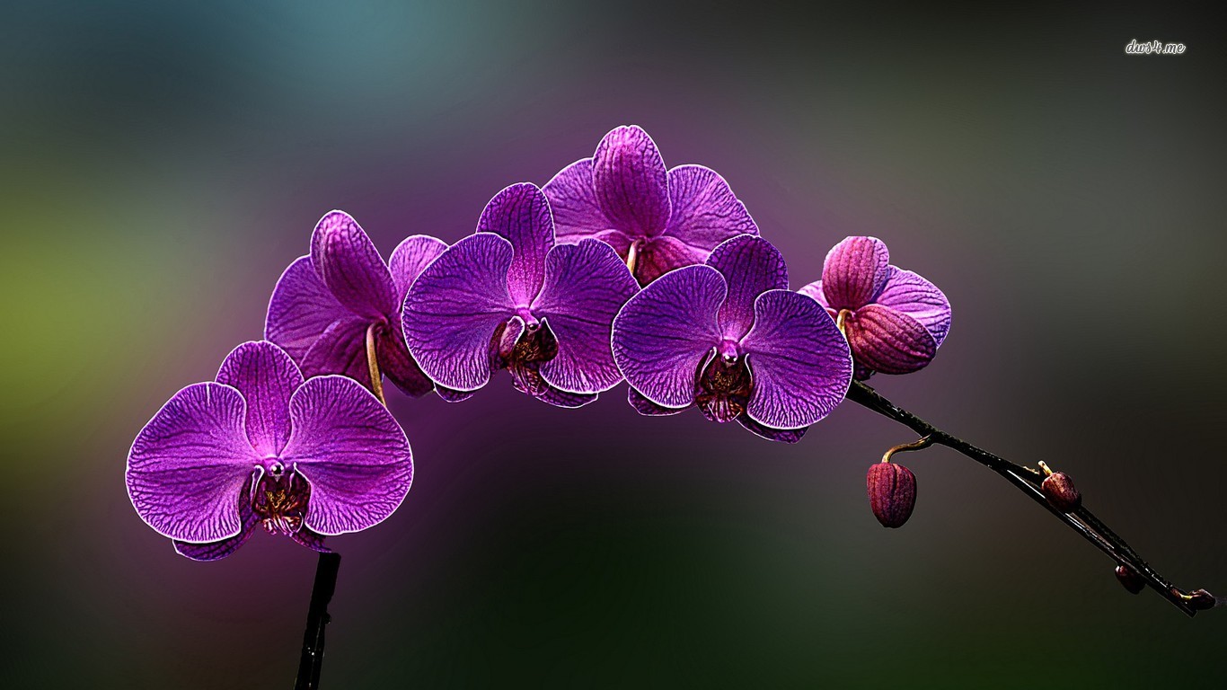 Orchids Wallpaper Hd For Desktop - HD Wallpaper 