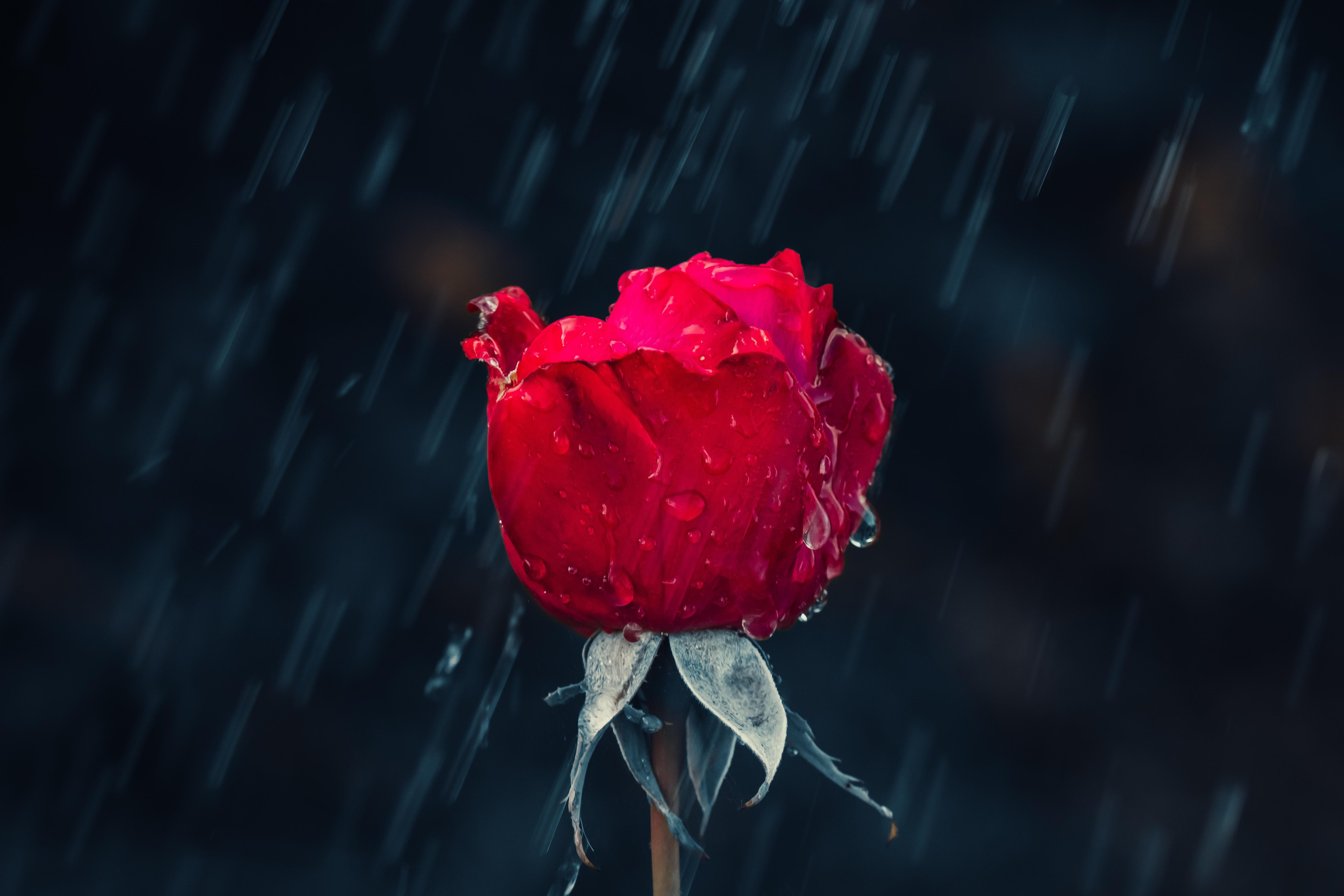 Mawar, Hujan, Tetes, Kelembaban, Merah - Red Rose In Water - HD Wallpaper 