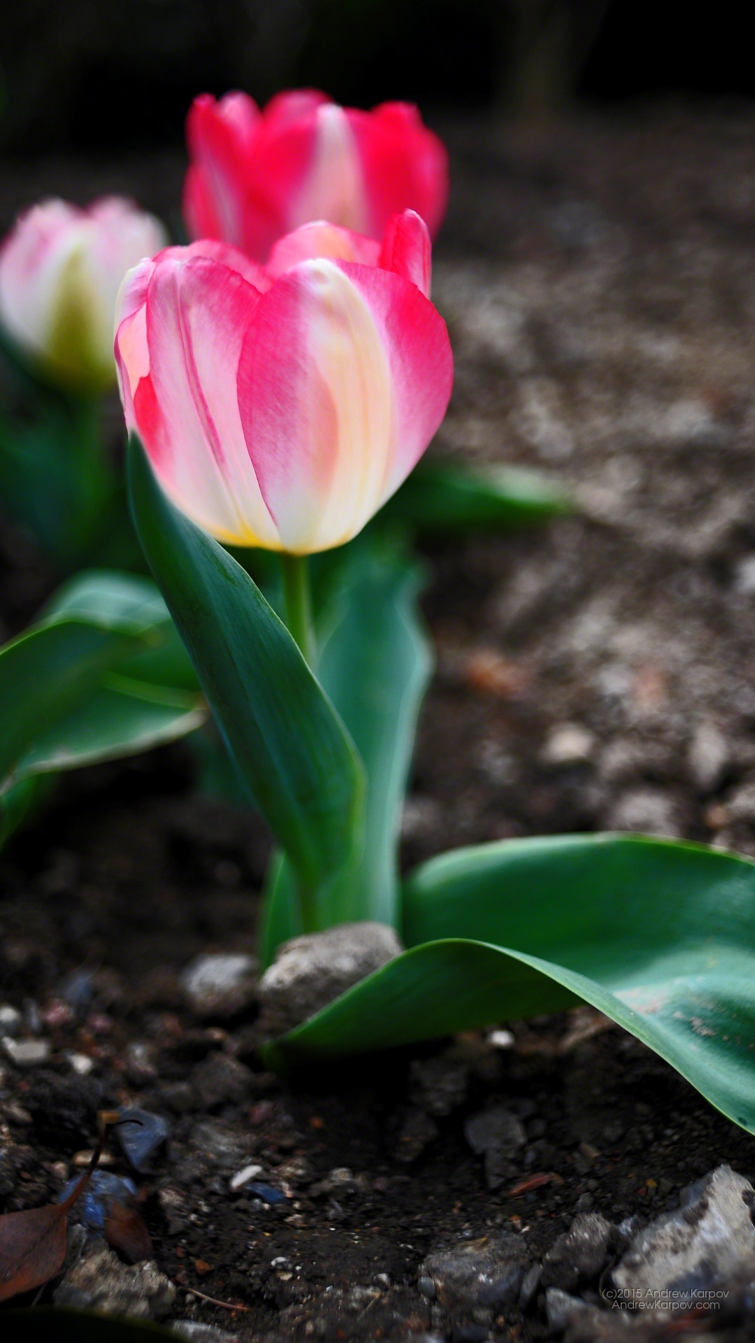 Iphone 6s Plus - Sprenger's Tulip - HD Wallpaper 