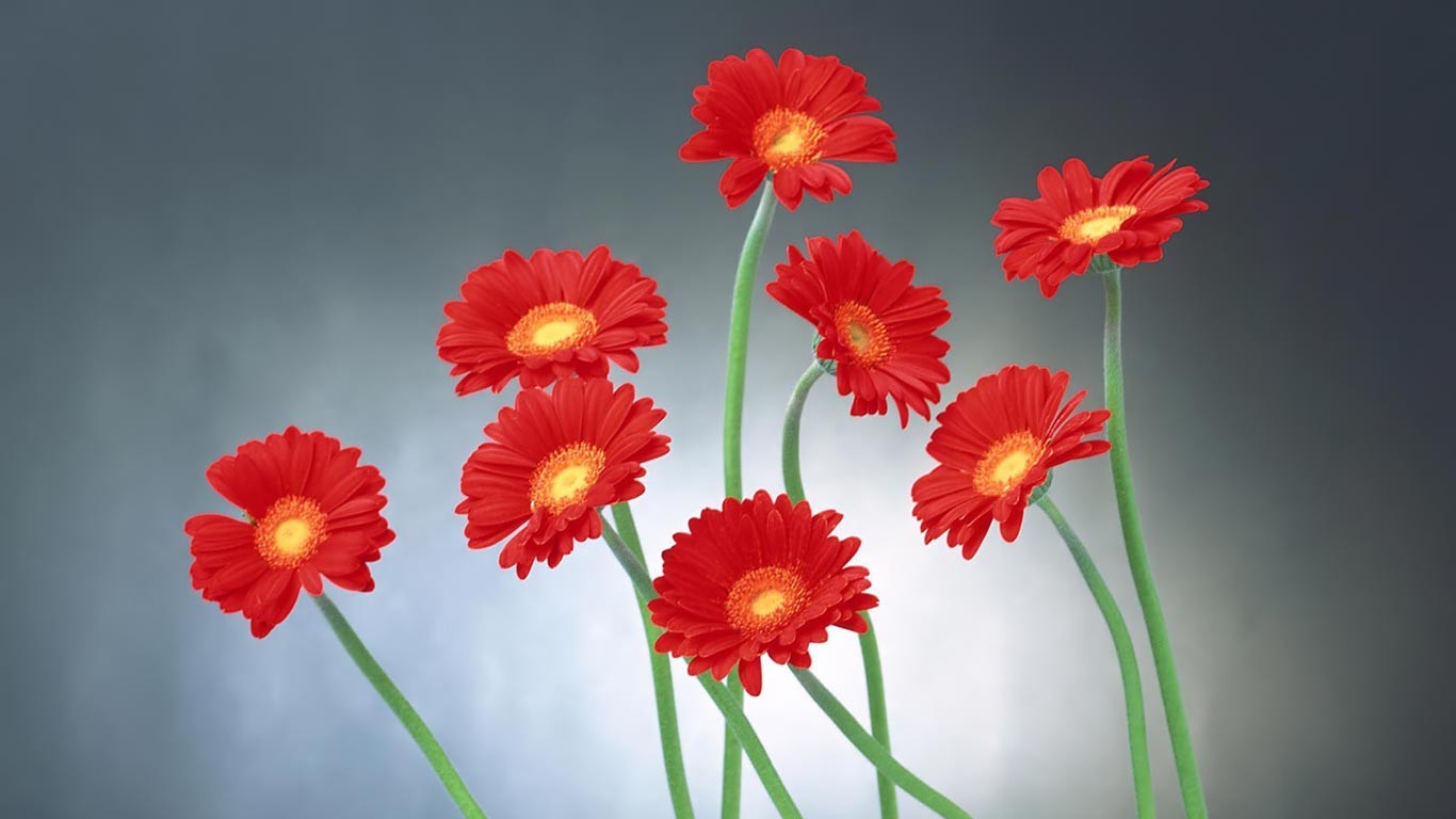 Taman Bunga Laptop Latar Belakang Wallpaper - Whatsapp Dp Images Download Hd Flawer - HD Wallpaper 