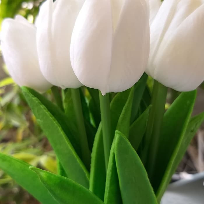 Bunga Tulip Putih Gbr - HD Wallpaper 