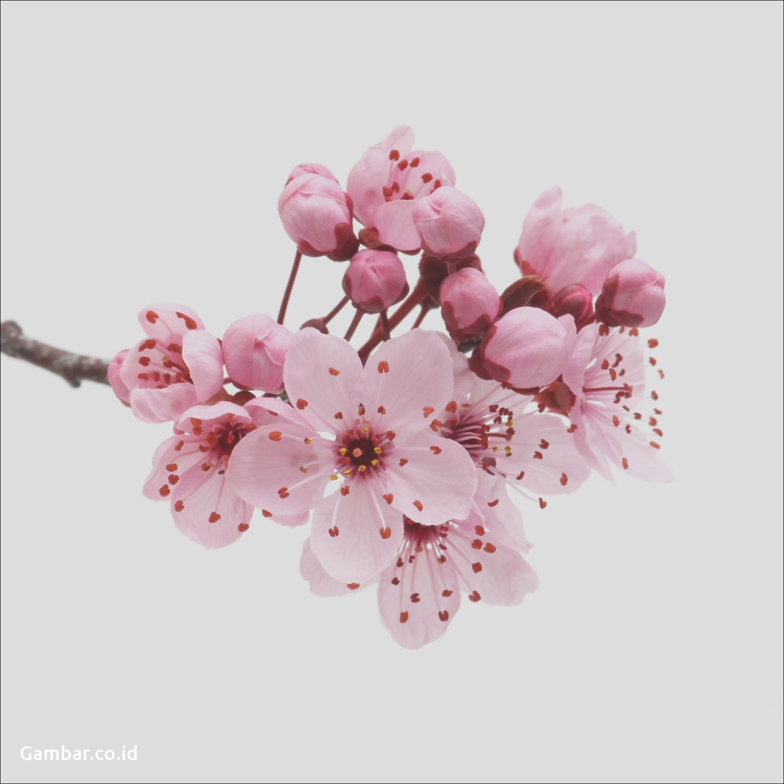 Thumb Image - Sakura Cherry Blossom Png - HD Wallpaper 
