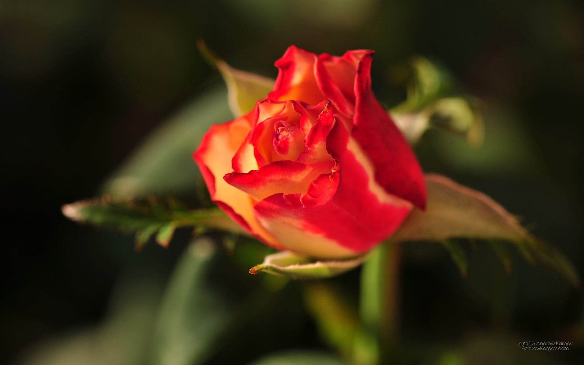 Gambar Untuk Mobile - Garden Roses - HD Wallpaper 