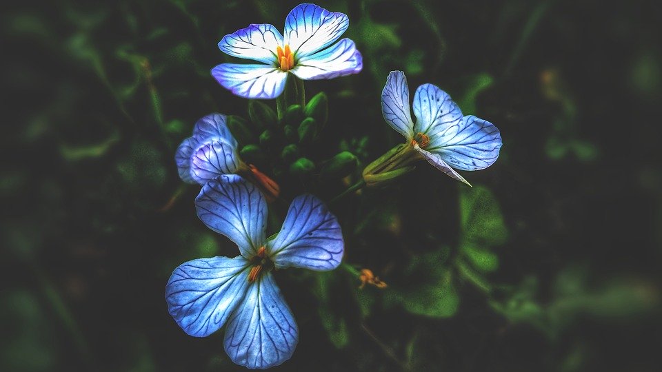 Blue Flowers In India - HD Wallpaper 
