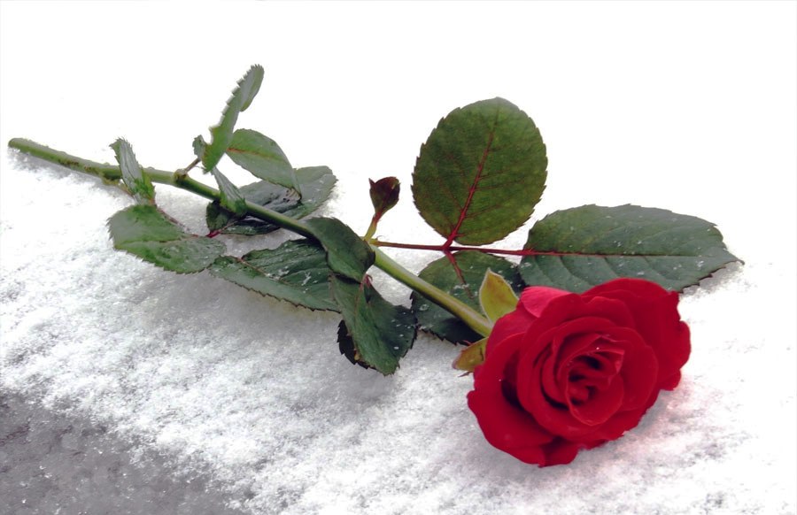 Gambar Setangkai Bunga Mawar Merah - Rose In Book Png - HD Wallpaper 