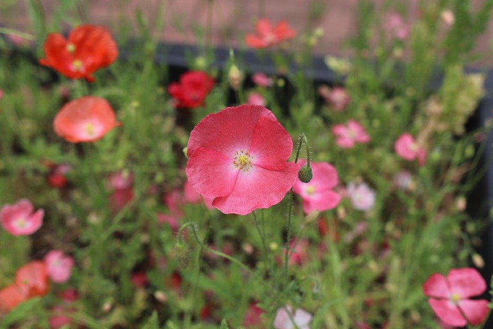 Hollyhocks - HD Wallpaper 