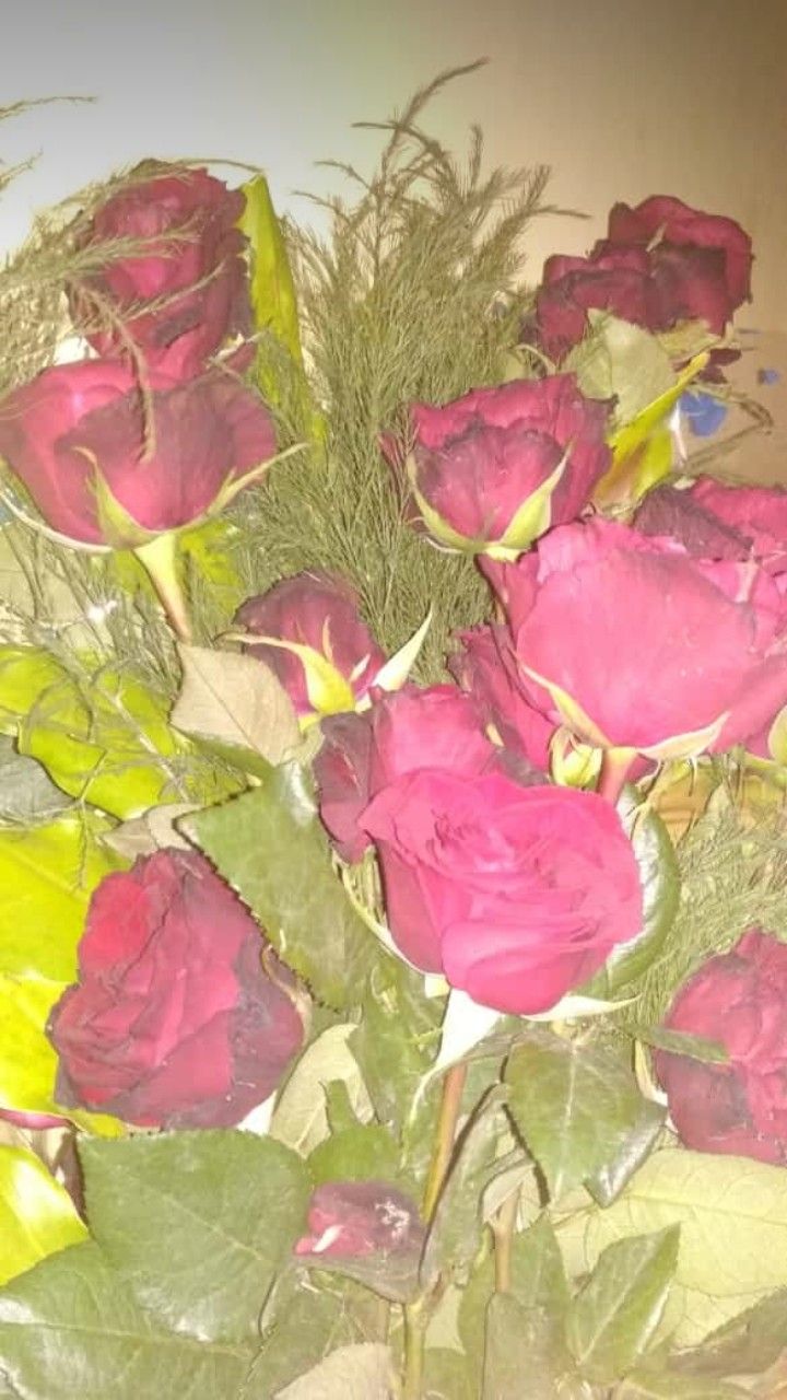 Garden Roses - HD Wallpaper 