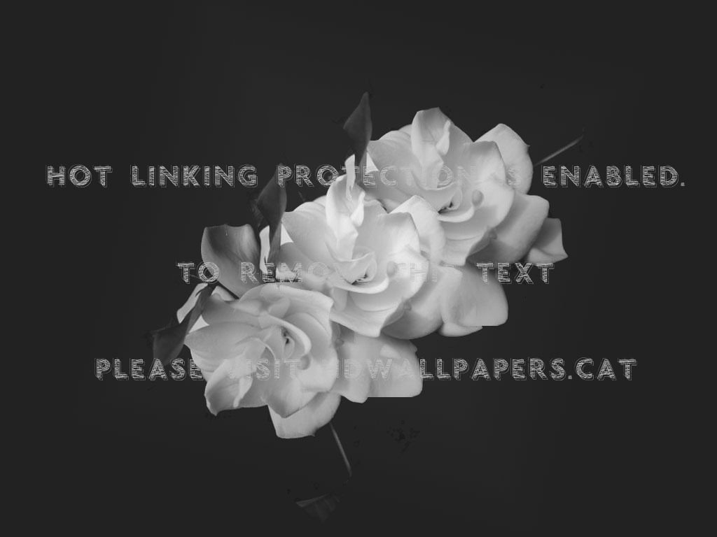 Bunga Melati Saturated Jasmine Flower Yasmin - Sad English Wadan - HD Wallpaper 