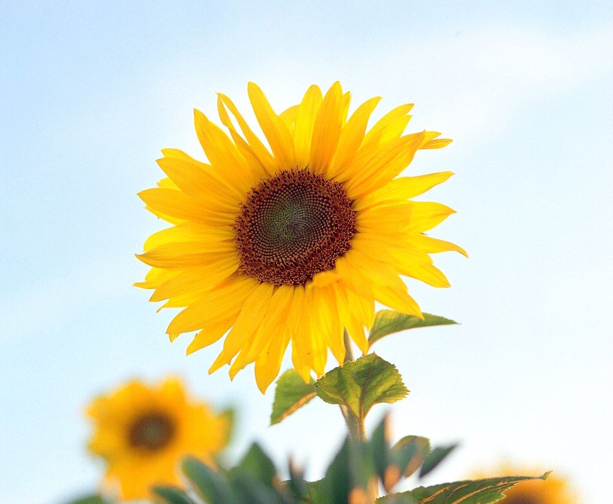 Sunflower - HD Wallpaper 