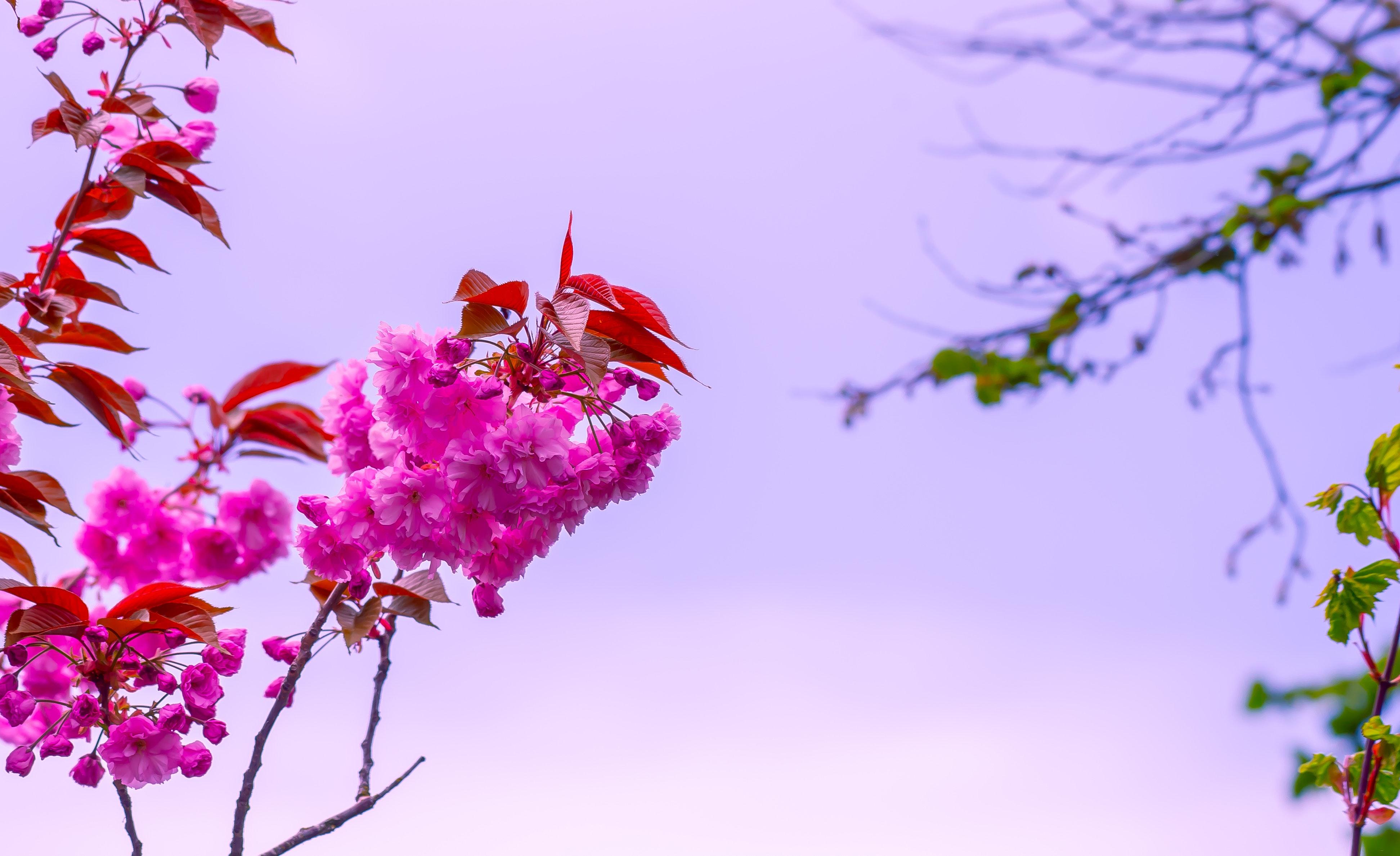 Flower, Pink, Branch, Bloom, Macro, Bush, Sky - Pink Flowers Background Wallpaper For Phone - HD Wallpaper 