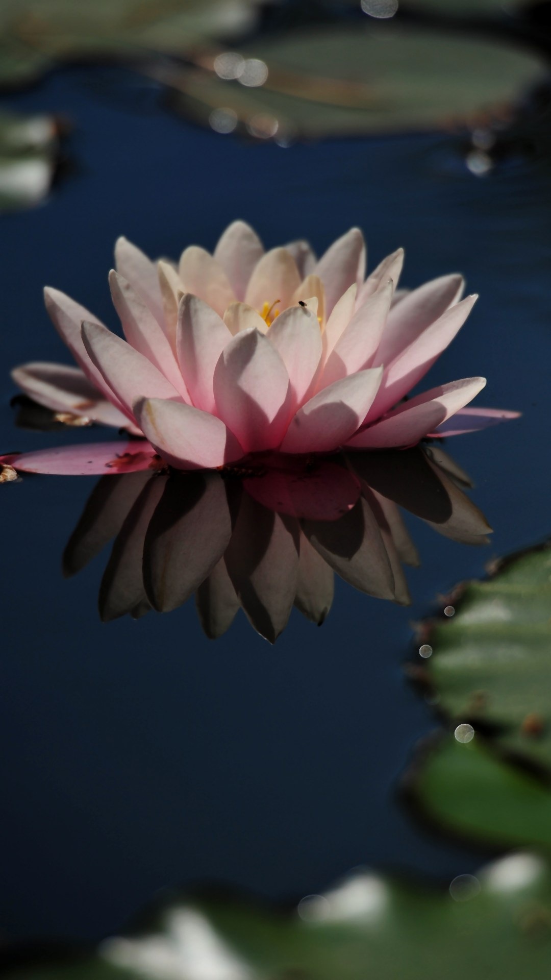 Gambar Dan Wallpaper - Cvijece Pozadine Za Mobitel - HD Wallpaper 