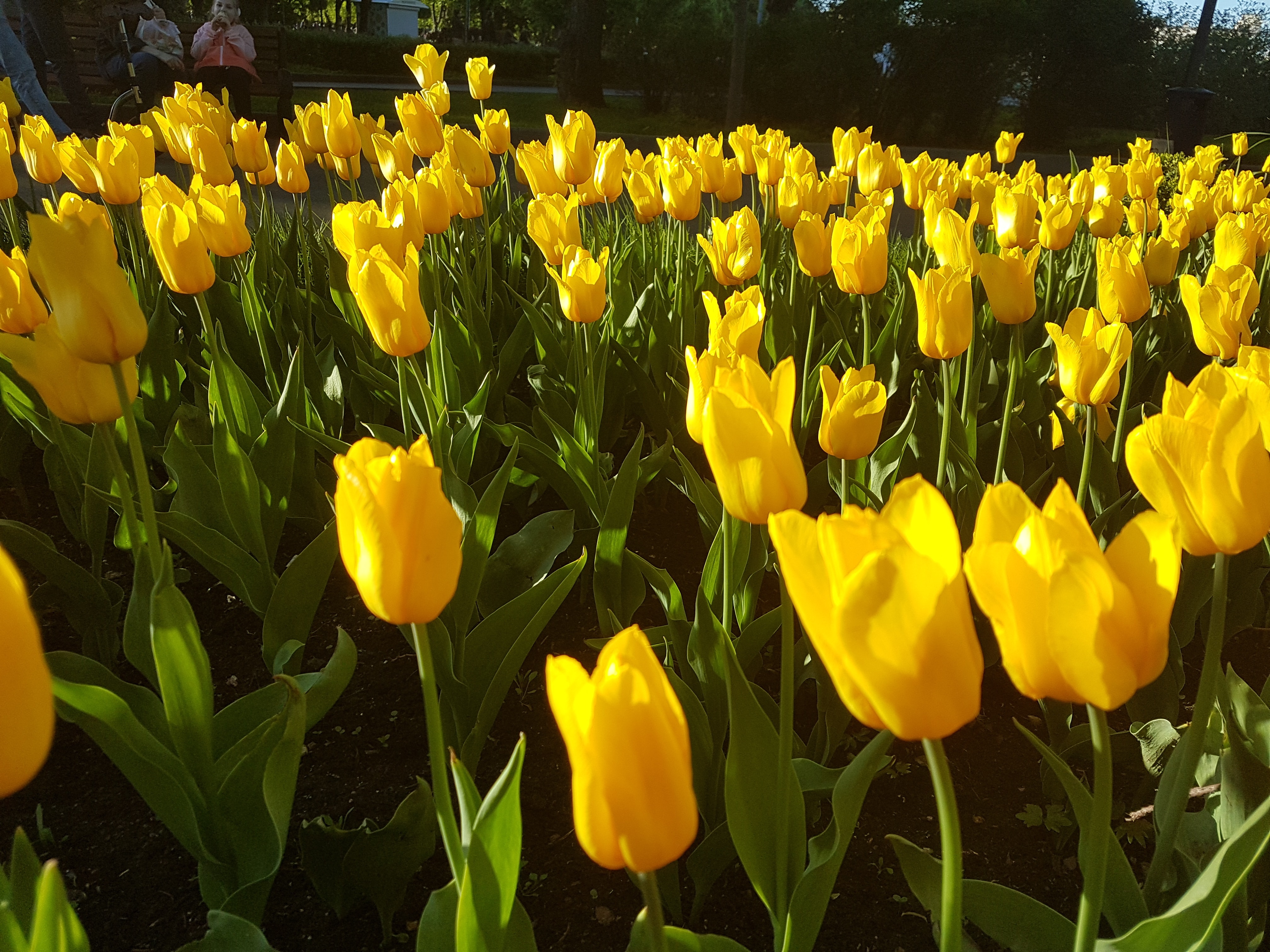 Bunga Tulip Warna Kuning - HD Wallpaper 