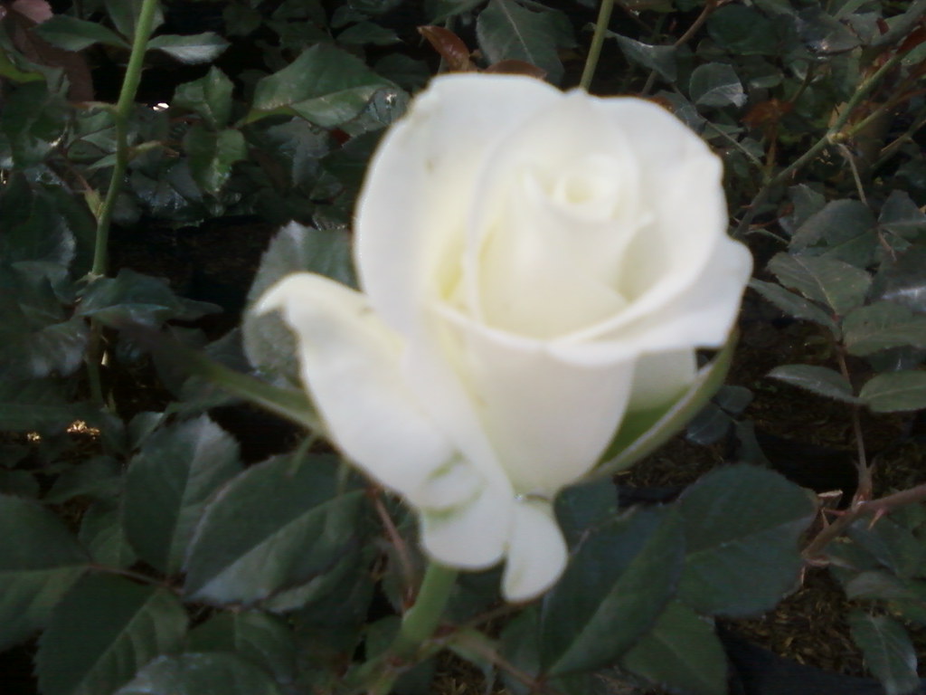 Floribunda - HD Wallpaper 