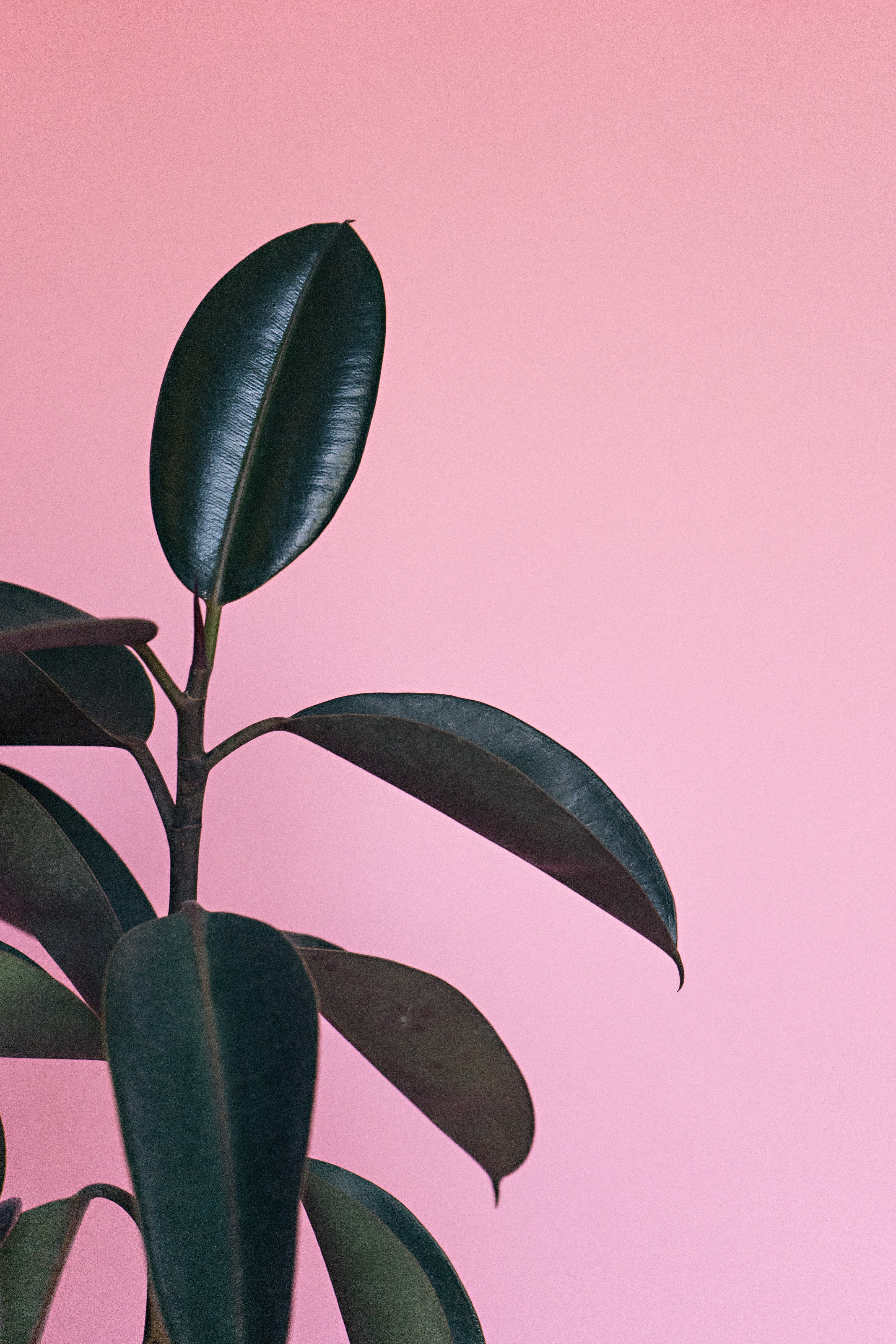 Indoor Rubber Plants - HD Wallpaper 