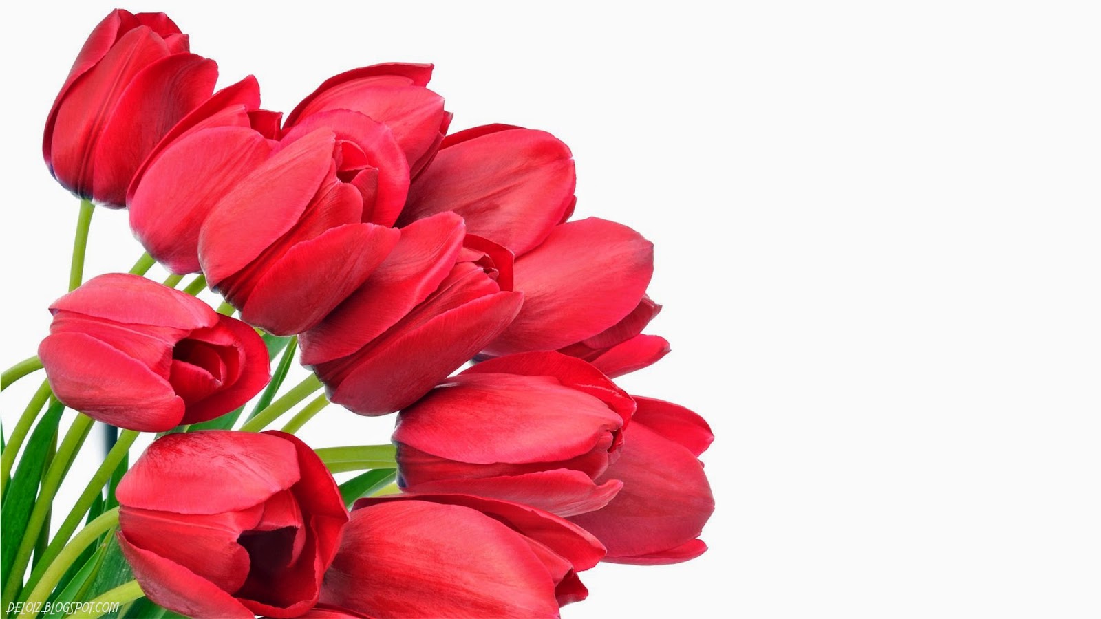 Wallpaper Bunga Mawar Merah - Delta Sigma Theta Mothers Day - HD Wallpaper 