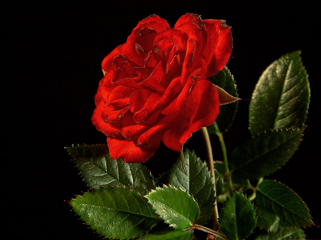 Red Rose On Black Background, Download Photo - Most Beautiful Blue Rose - HD Wallpaper 