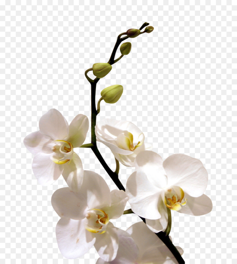 Bunga, Anggrek, Desktop Wallpaper Gambar Png - White Orchid Flower Png - HD Wallpaper 