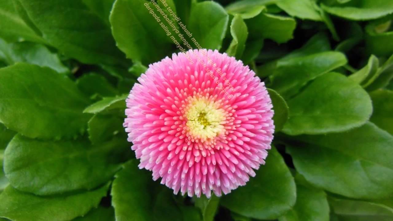 Plantas De Flor Primavera - HD Wallpaper 