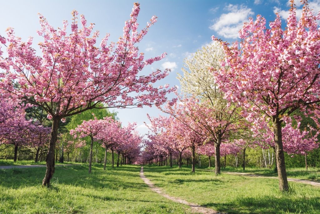 Bunga Sakura Romantis - Cherry Blossoms In Germany - HD Wallpaper 