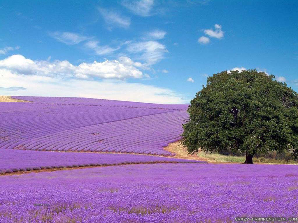 Hokkaido Lavender - HD Wallpaper 