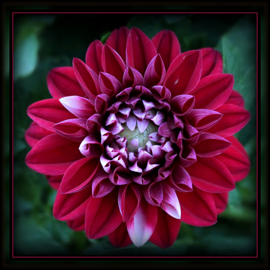500 Gambar Bunga Mawar Bergerak Gratis - Dahlia - HD Wallpaper 