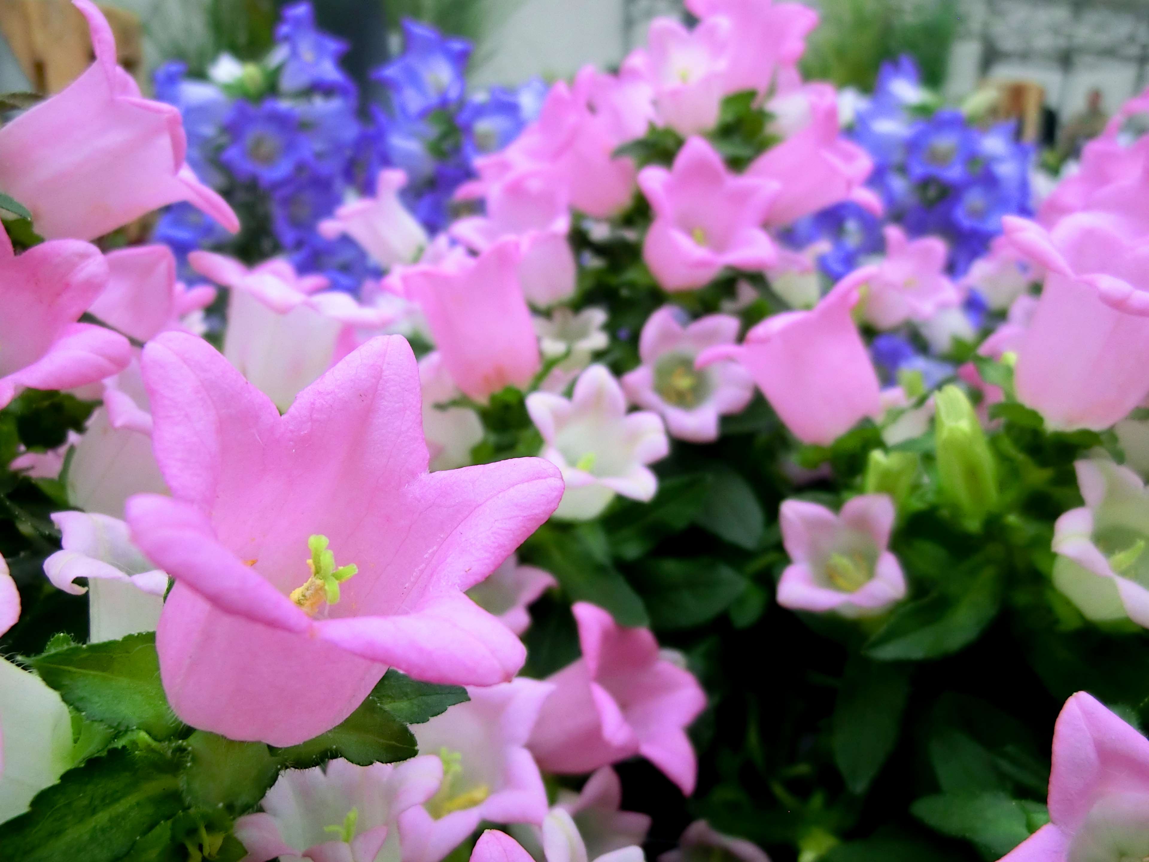 Berwarna Warni, Berwarna Warni, Bunga, Tumbuhan, Tumbuh - Canterbury Bells - HD Wallpaper 