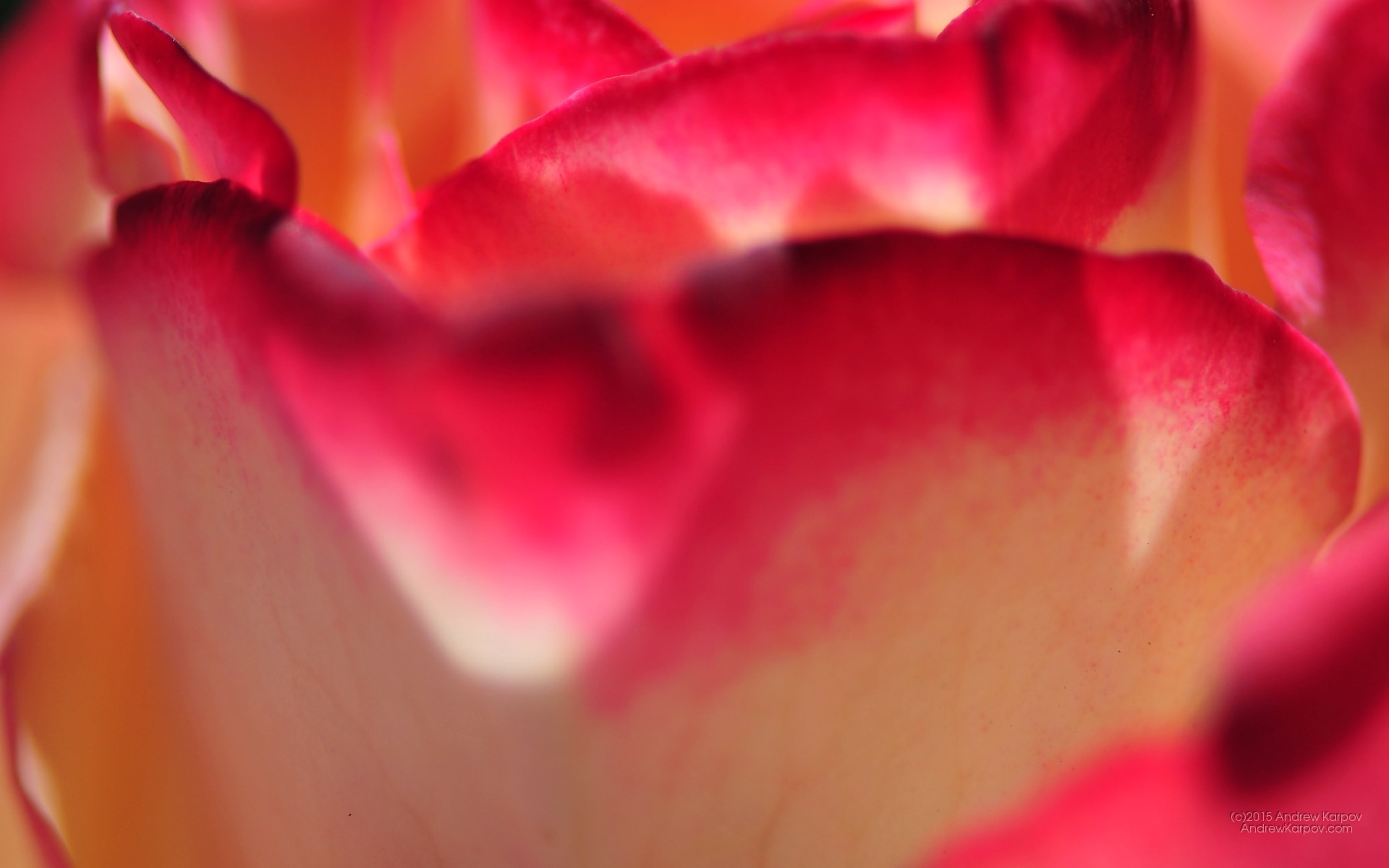 Wallpaper Gratis Lucu - Wallpaper - HD Wallpaper 