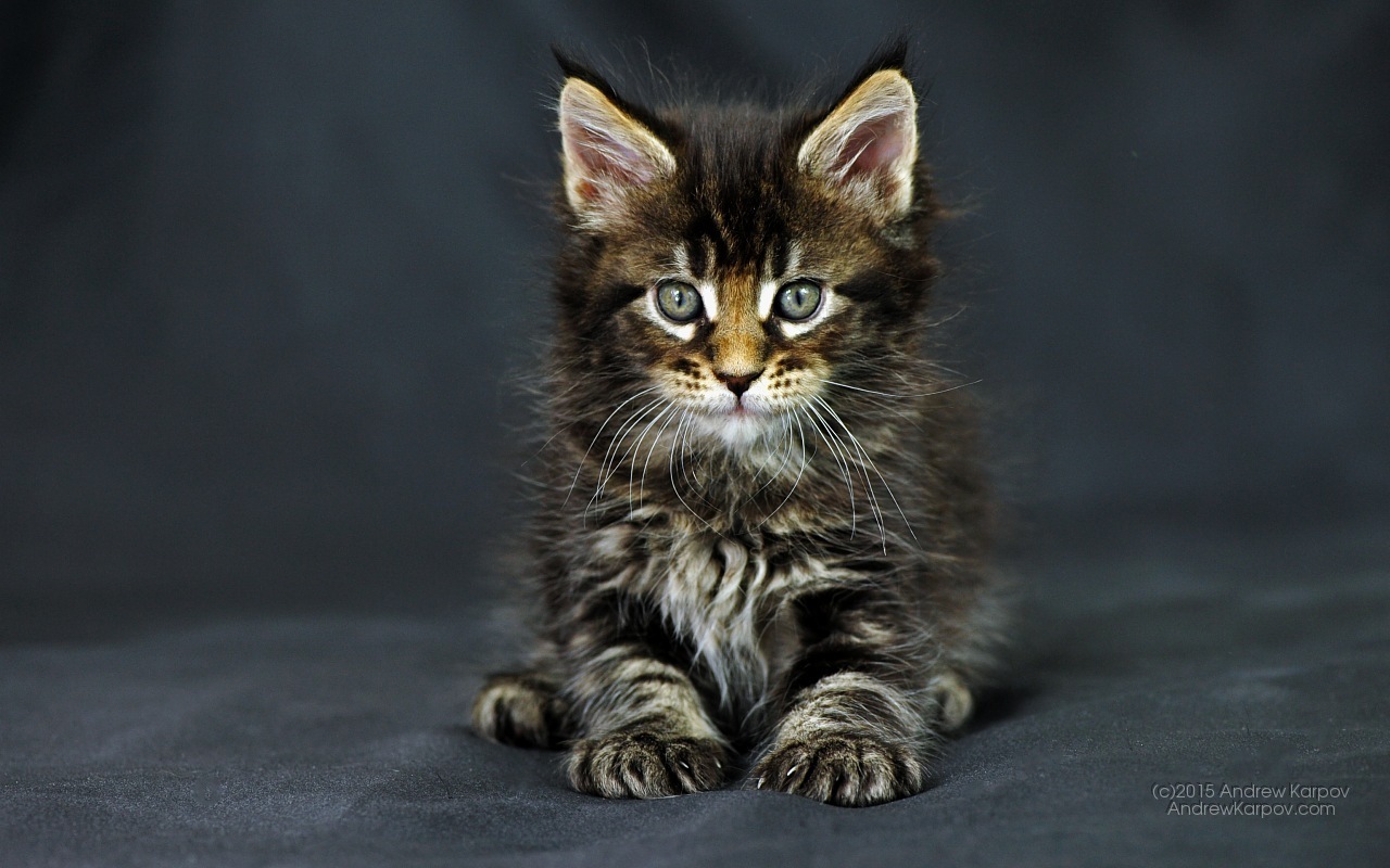 Kertas Dinding Yang Comel Dan Latar Belakang - Tapety Na Plochu Kočky - HD Wallpaper 