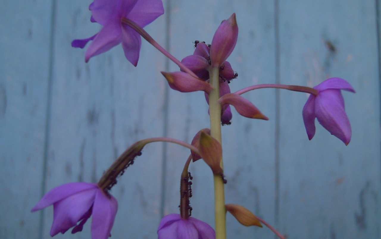 Anggrek Liar Wallpapers - Cattleya - HD Wallpaper 