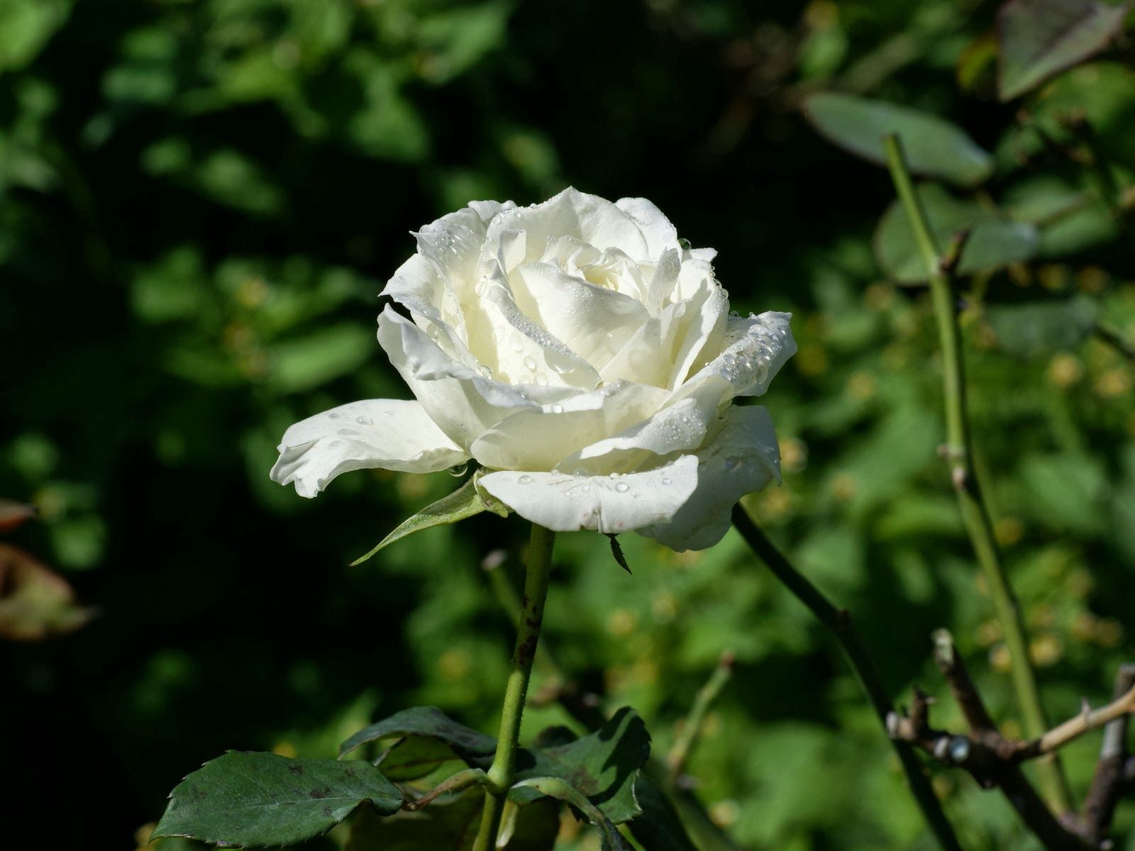White Rose Images Download - HD Wallpaper 