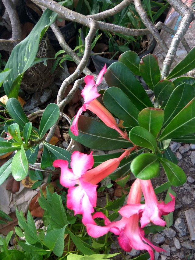 Desert Rose - HD Wallpaper 