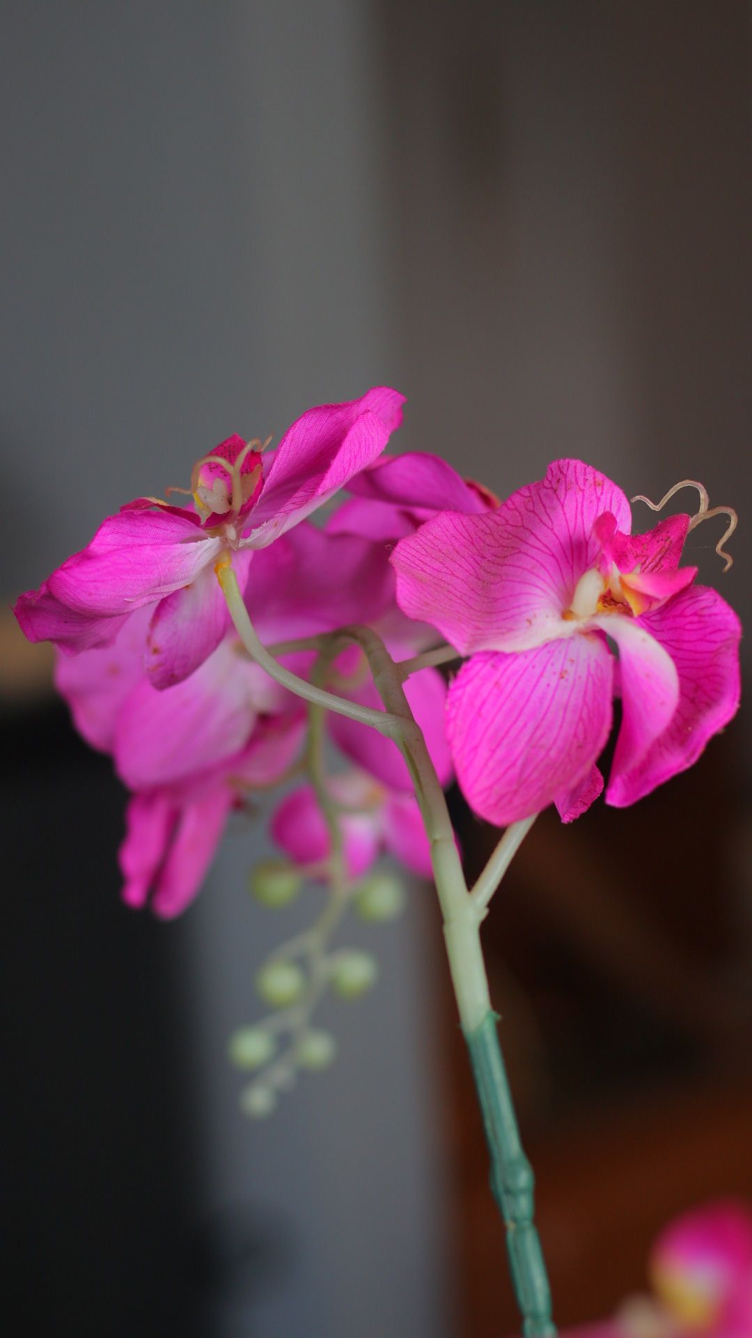 Melastome Family - HD Wallpaper 