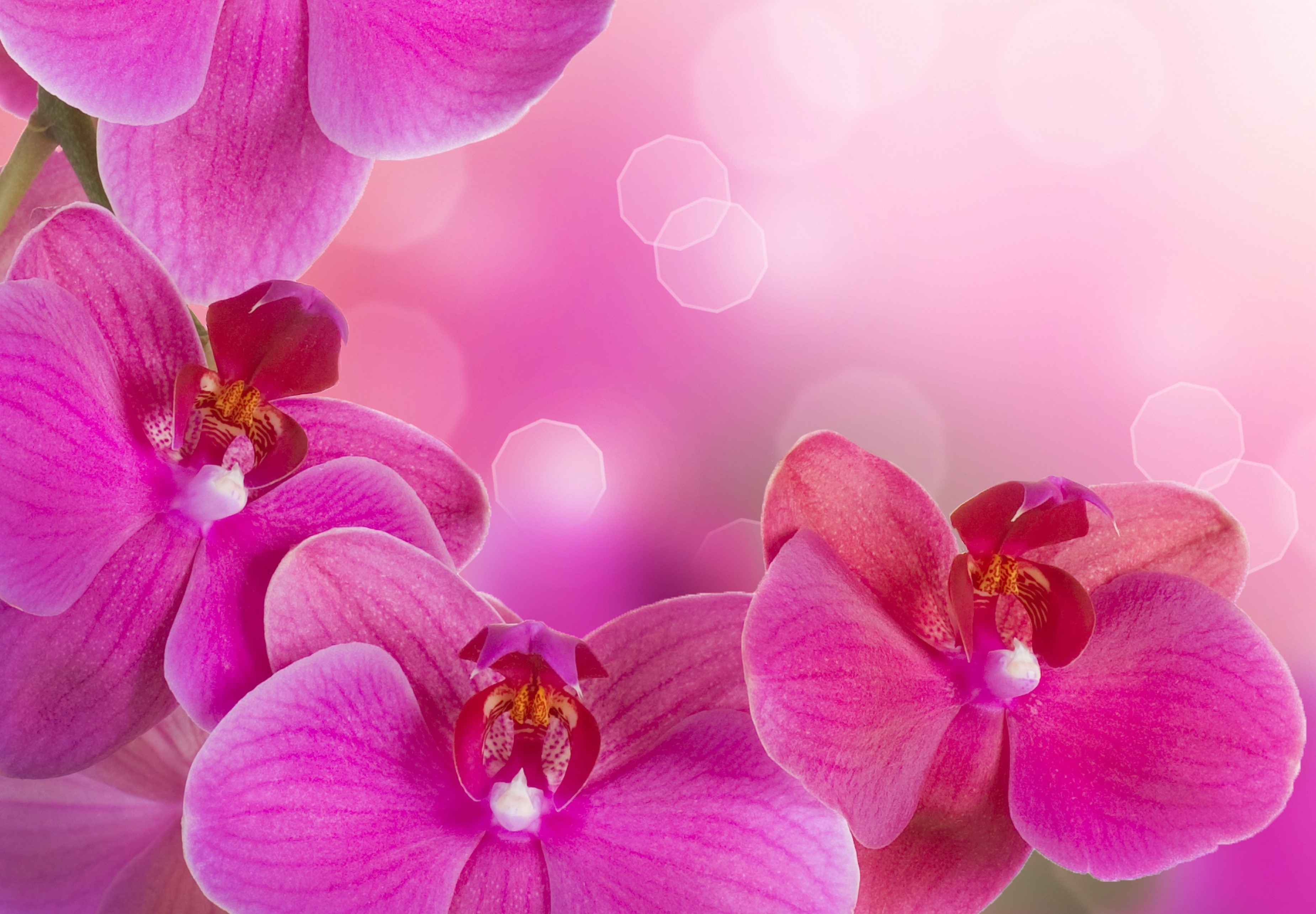 Kertas Dinding Anggrek, Pink, Phalaenopsis, Kecantikan, - Orchids - HD Wallpaper 