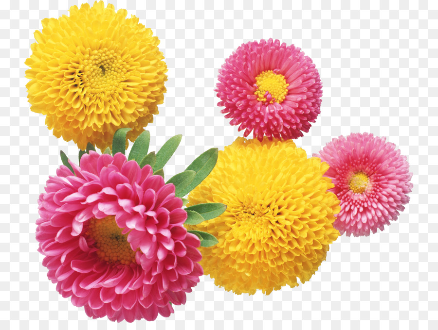 Bunga, Desktop Wallpaper, Karangan Bunga Gambar Png - Aster Flowers Transparent - HD Wallpaper 