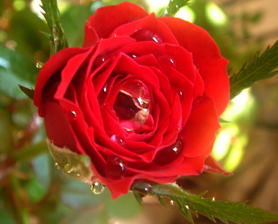 Garden Roses - HD Wallpaper 