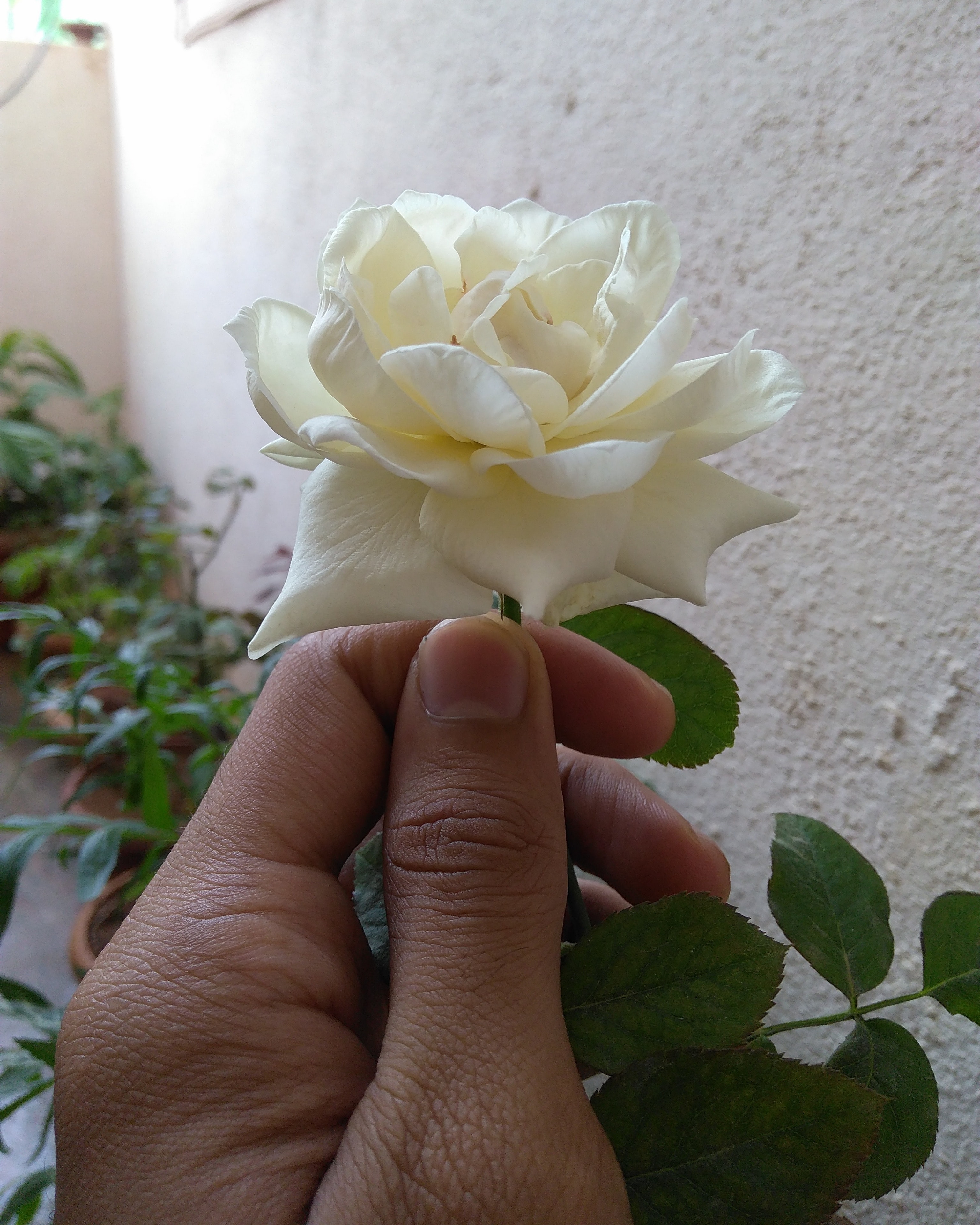 Mawar Putih Hd - HD Wallpaper 