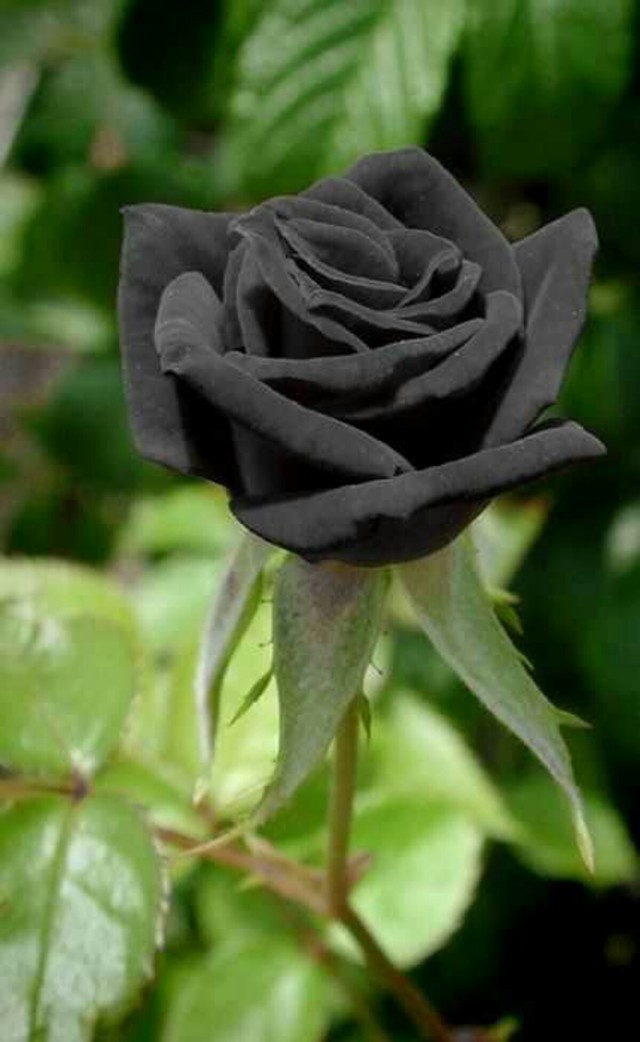 Black Flowers In India - HD Wallpaper 