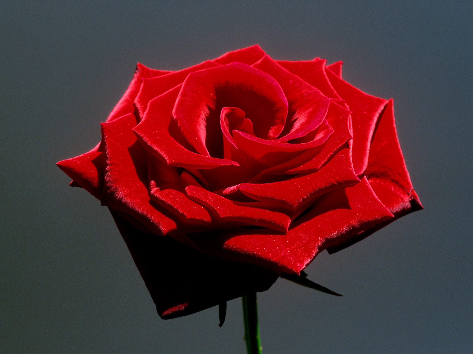 Red Rose - HD Wallpaper 