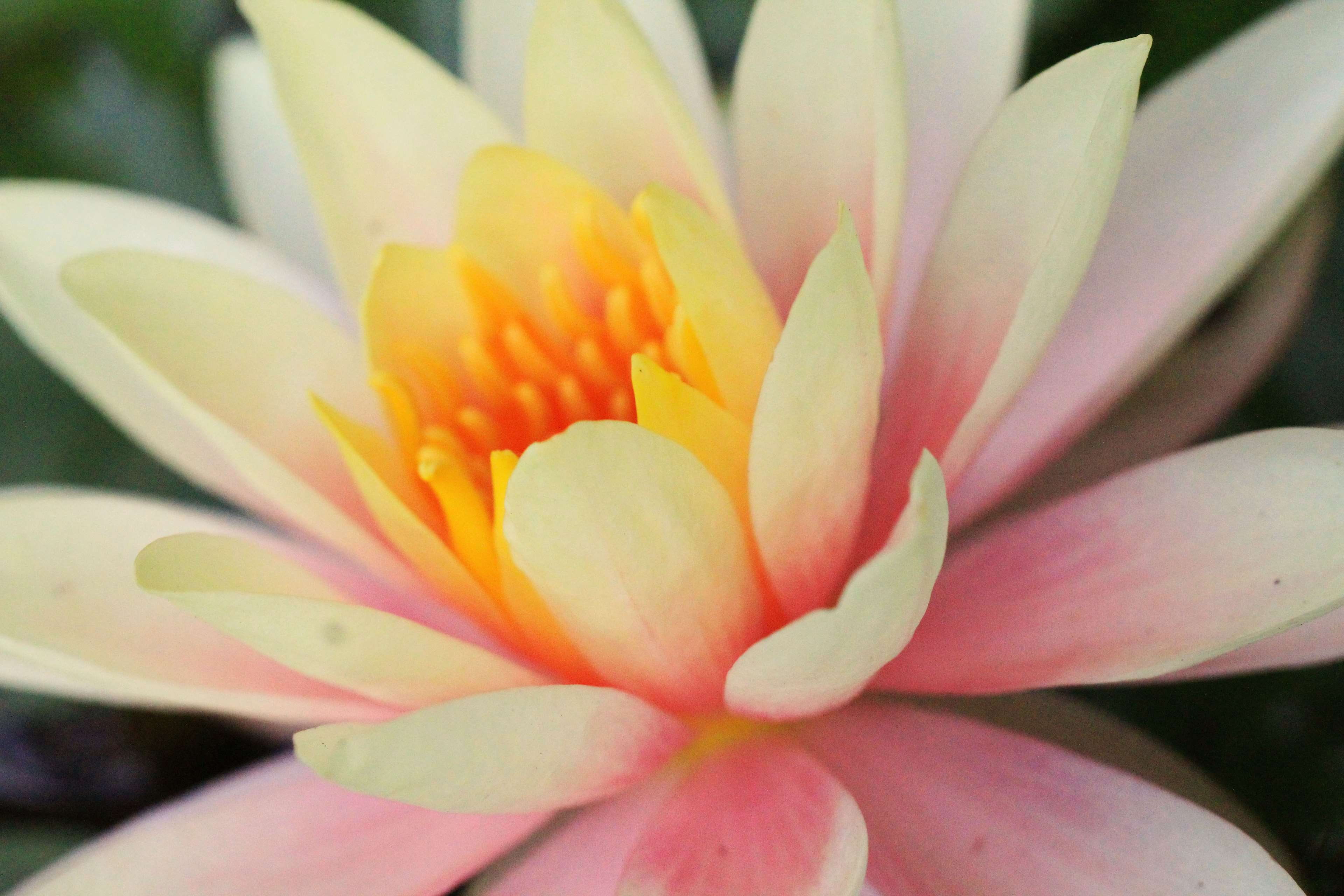 Beautiful Florida Flowers - HD Wallpaper 